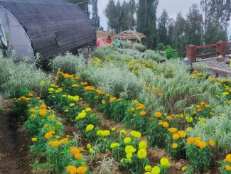 Menikmati Indahnya Bunga Edelweiss di Desa Wisata Edelweiss