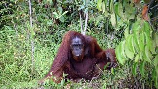 7 Hewan Terancam Punah pada 2050, Ada Orang Utan Sumatera
