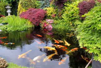 4 Dekorasi Simpel Kolam Ikan Kekinian di Halaman Rumah