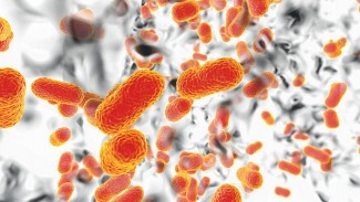 India Dilanda Pandemi Superbug, Ini Penyebabnya