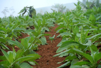 Be Succesful Career, Be Millenial Farmer