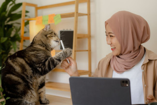 Hukum Jual Beli Kucing Diperbolehkan dengan Syarat Tertentu