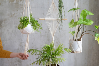 Tips Memilih Pot untuk Tanaman Hias, Sesuaikan dengan Kebutuhan