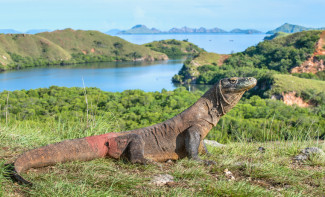 Pemerintah Batalkan Tiket TN Komodo Rp3,75 Juta, Ini Penjelasan Sandiaga