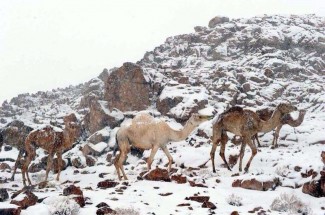 Kota di Arab Saudi Mulai Diguyur Hujan Salju