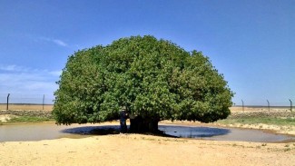 Pohon Sahabi, Tempat Berteduh Rasulullah yang Masih Ada Hingga Kini