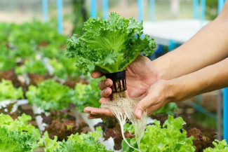 5 Sisa Bahan Makanan yang Bisa Ditanam Kembali, Jangan Dibuang