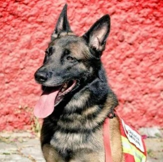 Proteo, Anjing Penyelamat Gempa Turki Gugur Sebagai Pahlawan