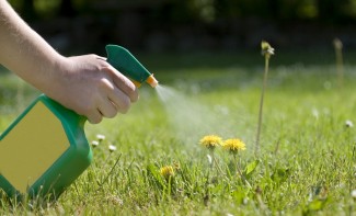Rumput Liar Tak Tumbuh Lagi, Basmi dengan 3 Bahan Alami Ini