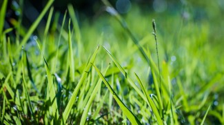 Hikmah Larangan Mencabut Rumput di Atas Makam