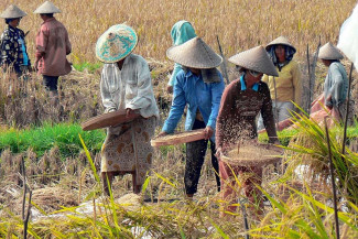 Pemerintah Naikkan HPP Gabah Kering dan HET Beras Premium