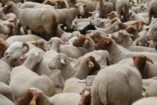 Pemahaman Masyarakat Tentang Berqurban Belum Menyeluruh