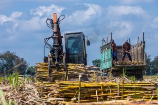 PTPN I Regional 4 Target Produksi Tebu Capai 100 Ton per Hektare