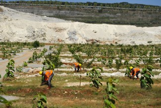 Hari Hutan Internasional, SIG Tanam 500 Ribu Pohon di Lahan Pascatambang Pabrik Tuban