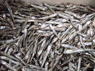 Terdapat 20 Jenis Asam Amino, Ikan Teri Bermanfaat untuk Kesehatan Ibu Hamil
