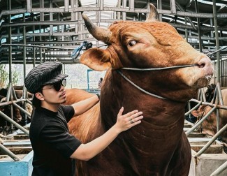 7 Tokoh dan Selebritis Tanah Air Kurban Sapi Jumbo, Beratnya Lebih dari 1 Ton