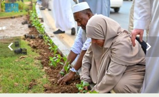 Ada Gerakan Tanam Pohon di Sekitar Masjid Nabawi, Satu Relawan Ditarget 300 Pohon