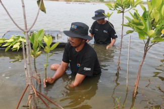 Upaya Nyata Menyelamatkan Lahan Kritis Akibat Abrasi, BRI Salurkan Ribuan Bibit Mangrove Kelompok Tani di Muaragembong