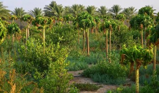 Mau Tahu Dari Mana Buah dan Sayuran Yang Banjiri Arab Saudi?