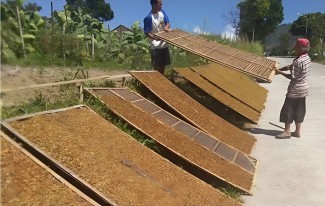 Tembakau, Komoditas Perkebunan Hasilkan Rp170 Triliun per Tahun, Petani Butuh Perlindungan
