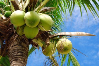7 Manfaat Minum Air Kelapa, Ayo yang Sayang Kesehatan Jangan Tunda