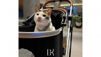 Bobby Si Kucing Resmi Menghuni Istana Merdeka Temani Presiden Prabowo Berdinas