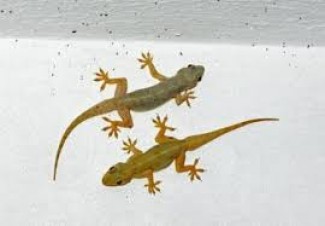 Alasan Sunnah Membunuh Cicak, Hewan Fasik Pembawa Bakteri Berbahaya