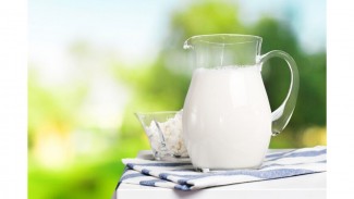 Konsumsi Susu Sapi Mentah Berpotensi Terpapar Virus Influenza