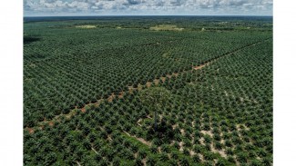 Kepala Studi Sawit IPB: Banyak Kawasan Hutan yang Tidak Berhutan Bisa Ditanami Sawit