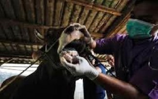 Penyakit PMK Merebak, Komisi IV DPR Desak Pemerintah Lakukan Isolasi dan Karantina
