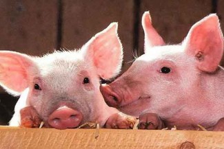 Hikmah Diharamkannya Mengonsumsi Darah yang Mengalir dan Daging Babi