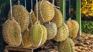 Mau Makan Durian Montong dan Musang King Sepuasnya? Ada Dokter yang Siap Dampingi di Festival Ini