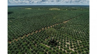 Petani Sawit Minta Pelaksanaan Perpres No 5 Tahun 2025 Dikaji Dulu Secara Mendalam