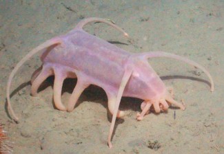 Semua Binatang Laut Halal: Apakah Termasuk Anjing Laut dan Babi Laut?