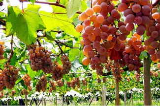 Kisah Negeri Saba yang Subur Penduduknya Makmur tapi Terkena Azab Allah Taala