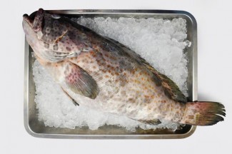Bahaya Cairkan Ikan Beku dalam Kemasan Tertutup