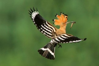 Kisah Sufi: Tiga Nasihat Berharga dari Seekor Burung