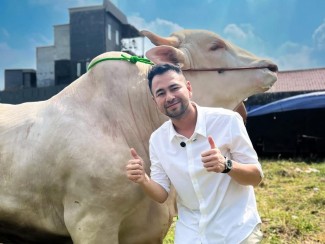 The Real Sultan, Raffi Ahmad Borong 5 Sapi Kurban Premium dari Irfan Hakim