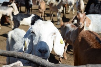 Awas, Hewan Kurban Stres Bikin Daging Jadi Cepat Busuk