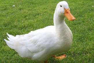 Itik Berkaki Satu Mullah Nasrudin: Humor Menyelamatkan dari Murka Penguasa