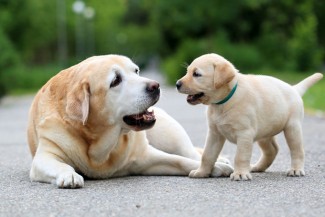 Halal dan Haram: Benarkah Mazhab Maliki Membolehkan Makan Daging Anjing?