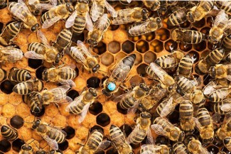 Ketika Musyawarah Kehilangan Madunya: Syura di Negeri Rapat Paripurna