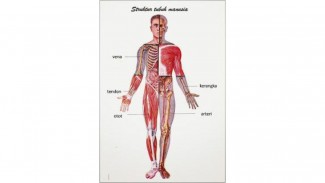 CahayaDhuha: Para Ilmuwan Kaget Saat Nabi Muhammad Ungkap Sendi Manusia Berjumlah 360