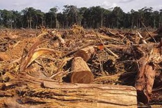 Menghidupkan Kembali Etika Lingkungan dalam Ajaran Islam