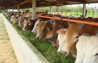 Djarum Group Masuk Bisnis Susu, Bangun Peternakan Sapi Perah Terbesar di Brebes