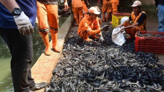 MUI Kritik Cara Pemprov DKI Basmi Ikan Sapu-Sapu, Penguburan Hidup-Hidup Dinilai Langgar Prinsip Syariah