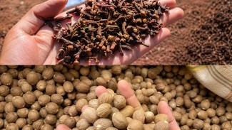 Ekspor Herbal Indonesia Tembus Pasar Saudi