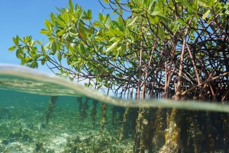 Bank BSN Pastikan 1.150 Bibit Mangrove Terus Tumbuh, Monitoring Berkala Jadi Kunci Keberhasilan Rehabilitasi
