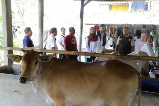 Jaga Ketahanan Pangan, Pemprov Jabar Bagikan 24 Bibit Sapi