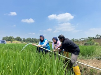 Musim Kemarau Bukan Lagi Masalah, Petani Bekasi Ungkap Perubahan Besar Setelah Pakai Listrik PLN